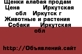 Щенки алабая продам › Цена ­ 8 000 - Иркутская обл., Иркутск г. Животные и растения » Собаки   . Иркутская обл.